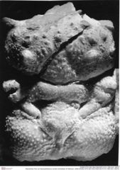 Historisches Foto von Abyssophthalmus schultzi (Schweitzer & Feldmann, 2009) (NHMW-AFW-GEO-BACHMAYER-FOTO-1990-0041-4897b)